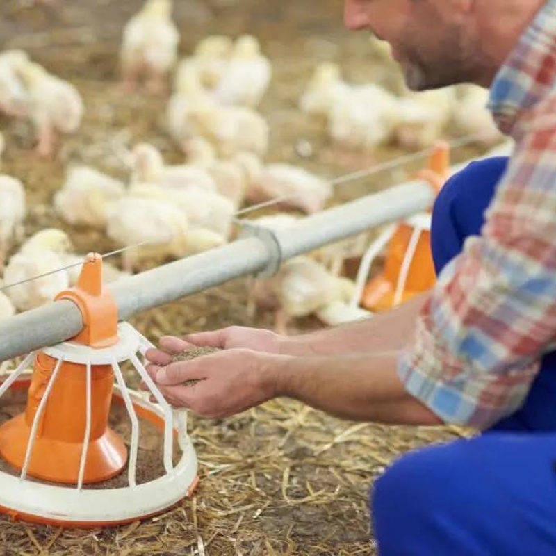 How to choose dosing pumps for the poultry sector