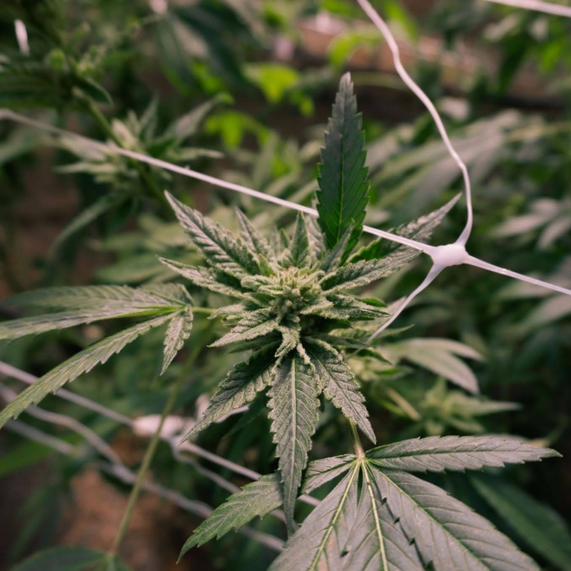 Mixtron's innovation in cannabis fertigation in Thailand